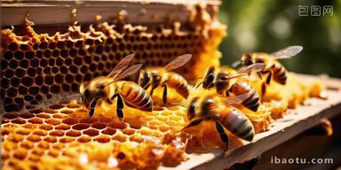 蜂箱养蜂